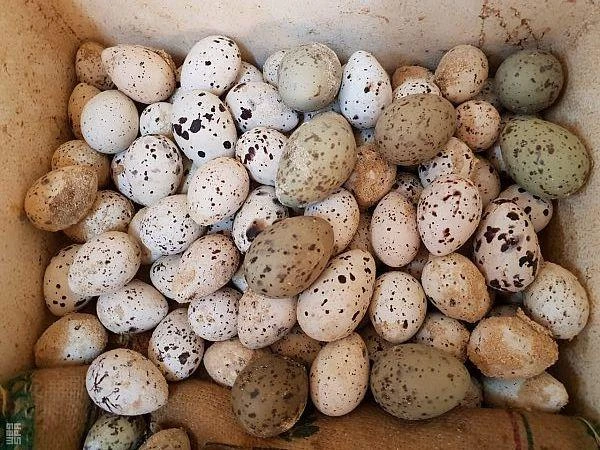 Saudi Arabian authorities seize boat carrying over 200 seabird eggs