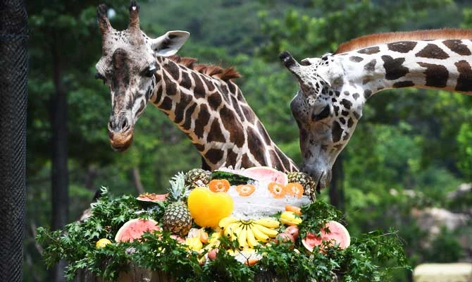 Kentucky woman posing with slain giraffe sparks online outrage