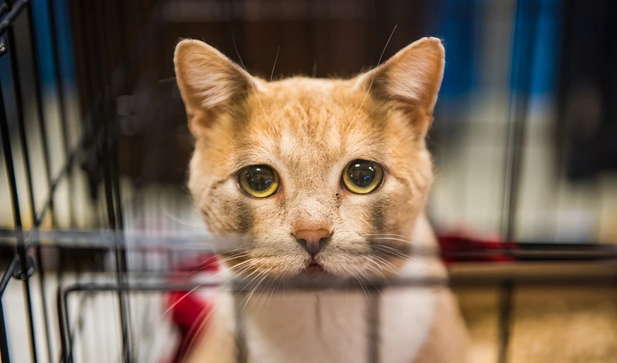 Campaign calls for action against hotelier for cat cruelty