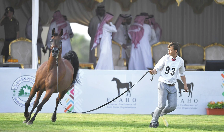 Souq Okaz: Arabian horses  turn heads at beauty contest