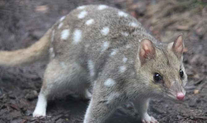 This handout photo taken on September 20, 2017 by WWF-Australia and released on July 9, 2018 shows an adult eastern quoll at the Devils @ Cradle conservation facility in Cradle Mountain, Tasmania. (AFP)
