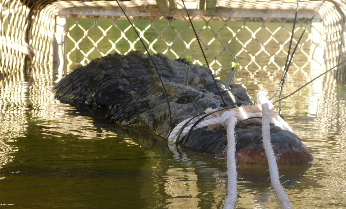 Australia monster crocodile caught after eight-year hunt