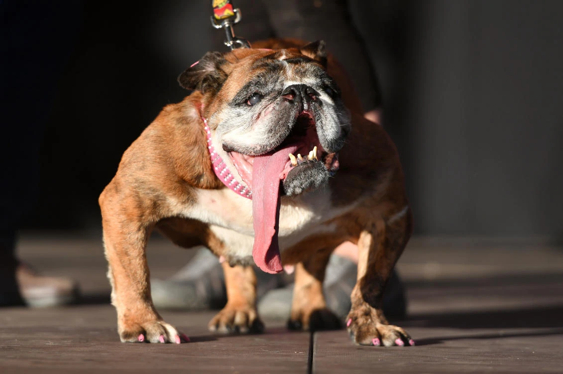Zsa Zsa, an English Bulldog, stands on stage after winning The World's Ugliest Dog Competition in Petaluma, north of San Francisco, California on June 23. (AFP)