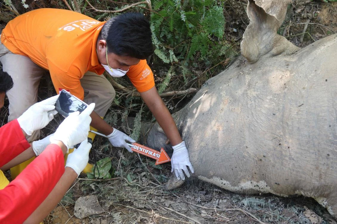 Sumatran elephant ‘poisoned’ in Indonesia palm plantation