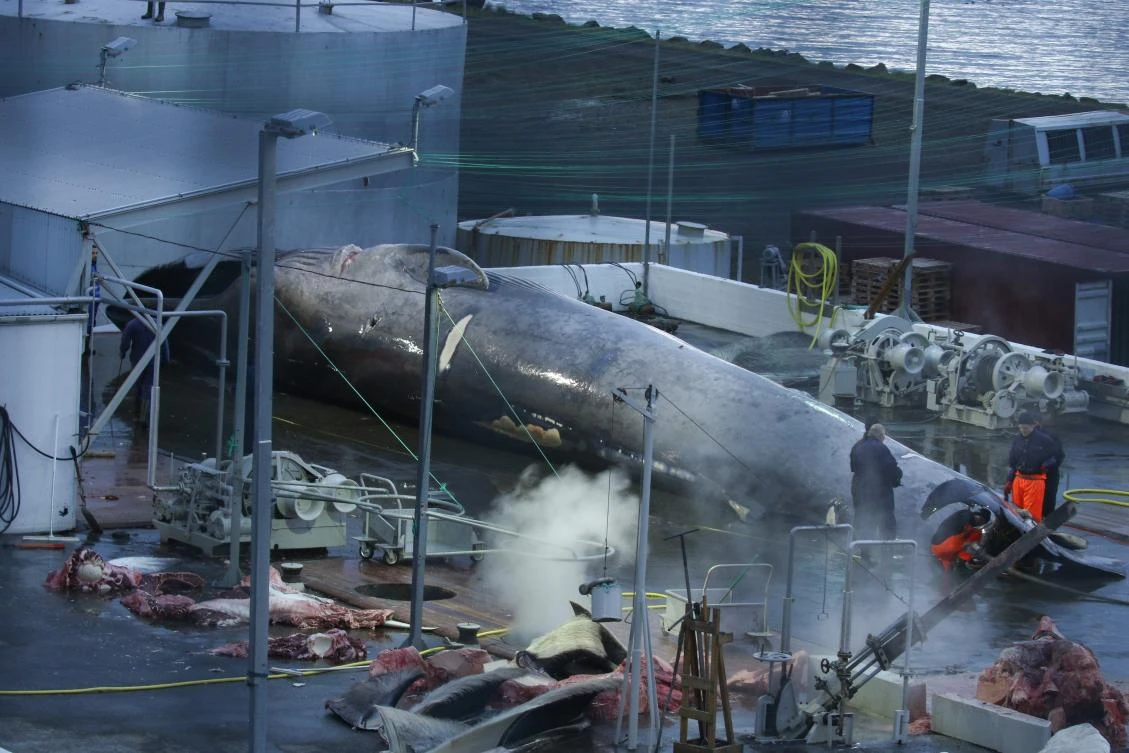 Outrage as Iceland fishermen kill rare whale