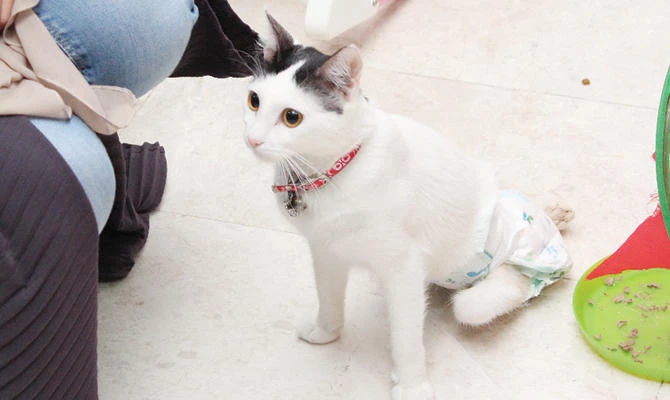 Farah Al-Gonzalas owns 300 rescued cats. AN photos by Ameera Abid