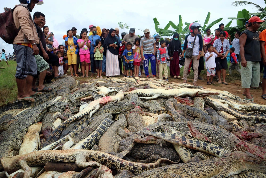Indonesian mob slaughters ‘hundreds’ of crocs in revenge attack