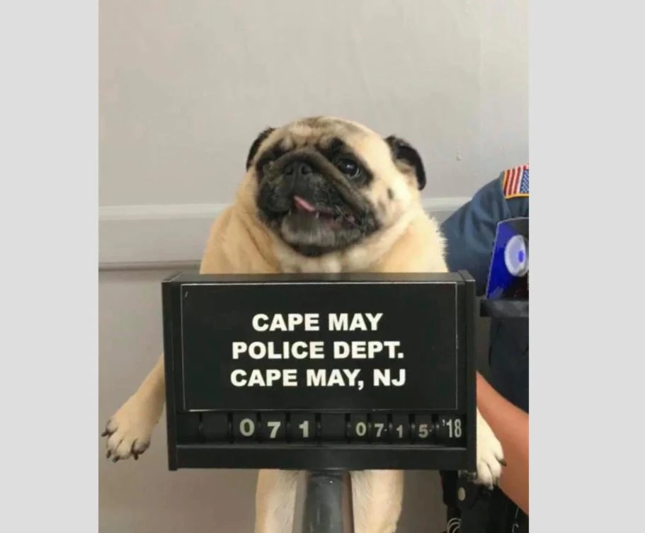 US police post mugshot of lost dog, bail paid in cookies