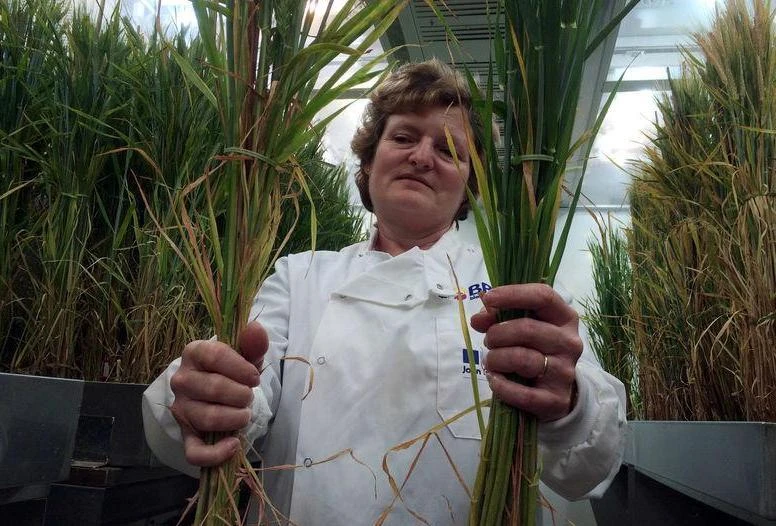 Professor Wendy Harwood shows barley plants that have undergone gene editing at the John Innes Centre in Norwich, Britain on May 25, 2016. (Reuters)