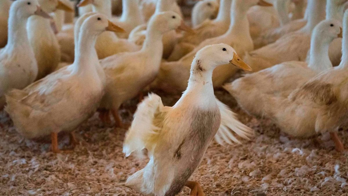 Ducks carry the avian flu virus, but do not display symptoms of the infection. (AFP)