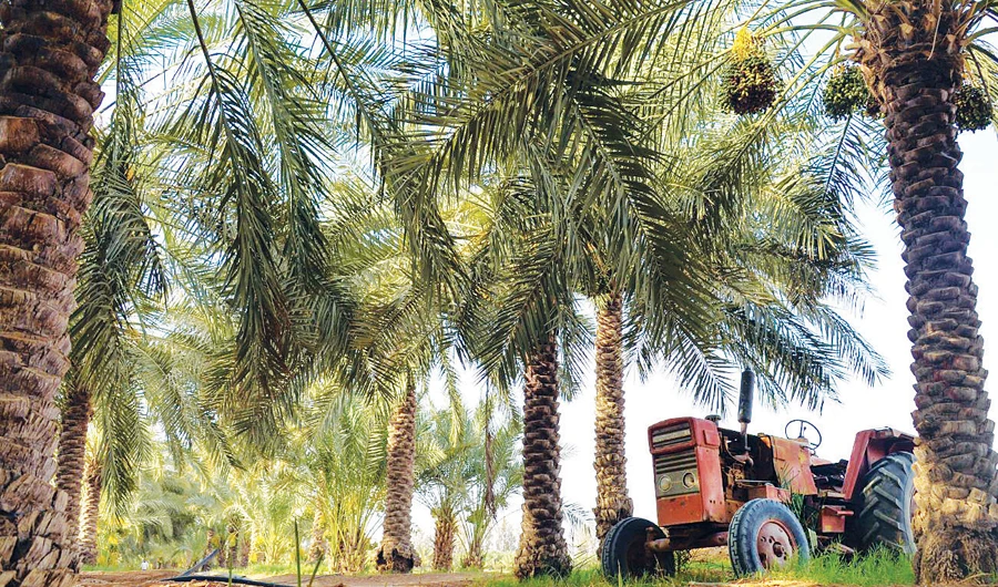 Qassim province is the biggest producer of dates in Saudi Arabia. (SPA file photo)