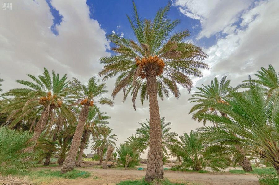 1.9 million Sufri palm trees in Bisha enhance economic resources