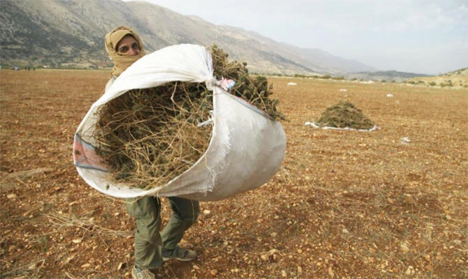 A Syrian refugee (who asked to withhold his name) from Raqqa carries a bundle of cannabis during the harvest in the Bekaa valley, Lebanon. (Files/Reuters)
