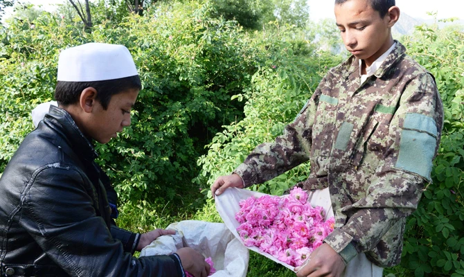 In this photo taken on April 24, 2018, Afghan farmers harvest rose petals from a rose garden near Jalalabad in the Dara-i-Noor district of Nangarhar province. (AFP)