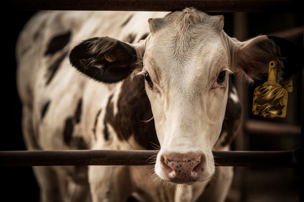 KSA bans 8 practices deemed harmful to animals