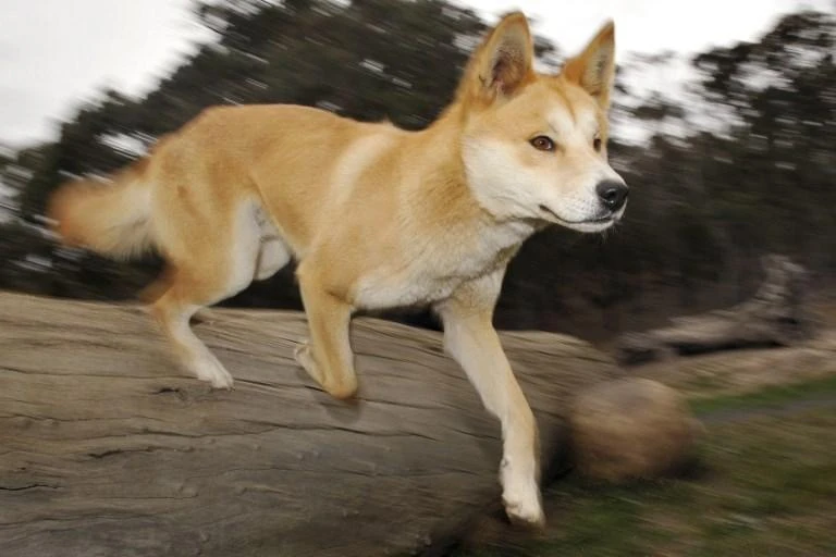 Woman savaged by pack of dingoes in Australia