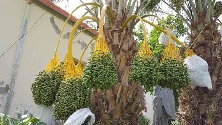 Date tree plantation rapidly replacing poppy harvest in Afghanistan. The hot weather and terrain of Helmand province resembles that of the Middle East making it viable for date tree plantation. (Helmand Governor's Office/Javeriah Abbasi)