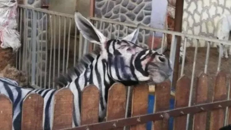 Cairo zoo accused of trying to pass off donkey as ‘genuine’ zebra