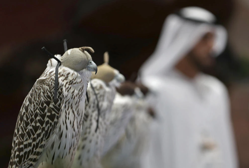 A picture taken on September 14, 2017 shows a falcons perching while hooded, at the Arabian Saluki beauty contest as part of the Abu Dhabi International Hunting and Equestrian exhibition (ADIHEX) in the UAE capital Abu Dhabi. (File photo / AFP)