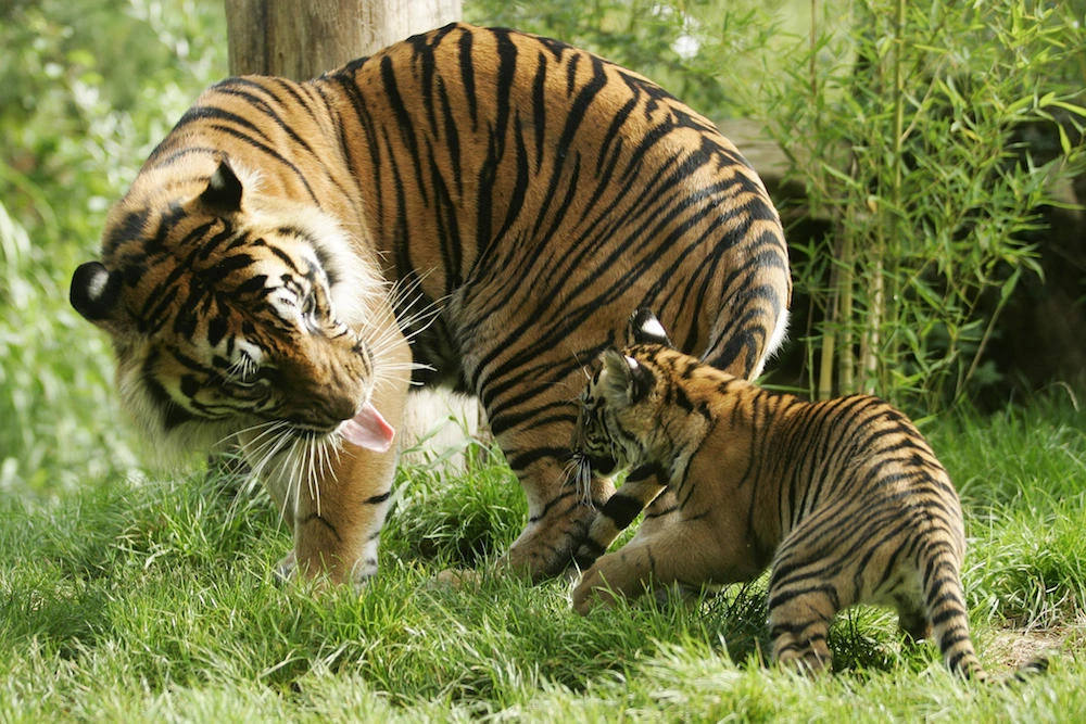 Camera trap footage shows endangered tigers thrive in natural habitat