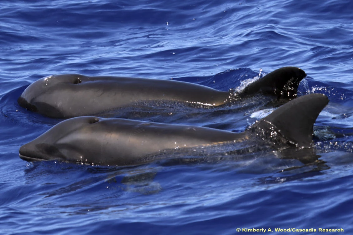 Don’t call dolphin hybrid spotted off Hawaii a ‘wholphin’