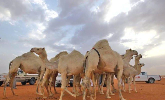 Camel owners fined for performing cosmetic surgery on their animals
