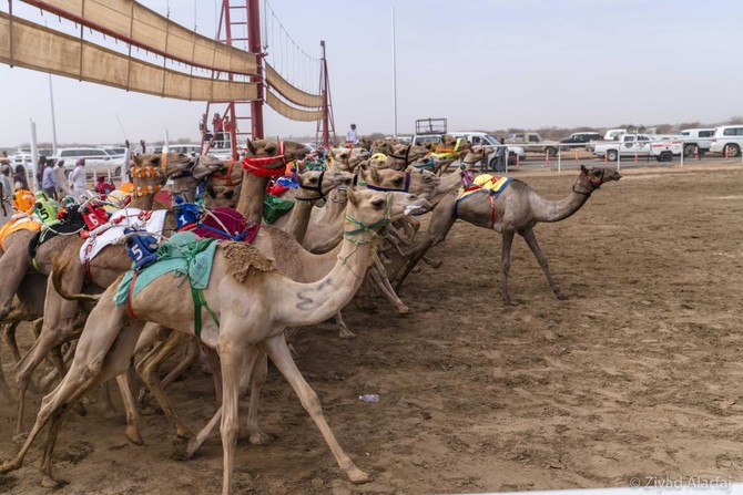 Taif Camel Festival