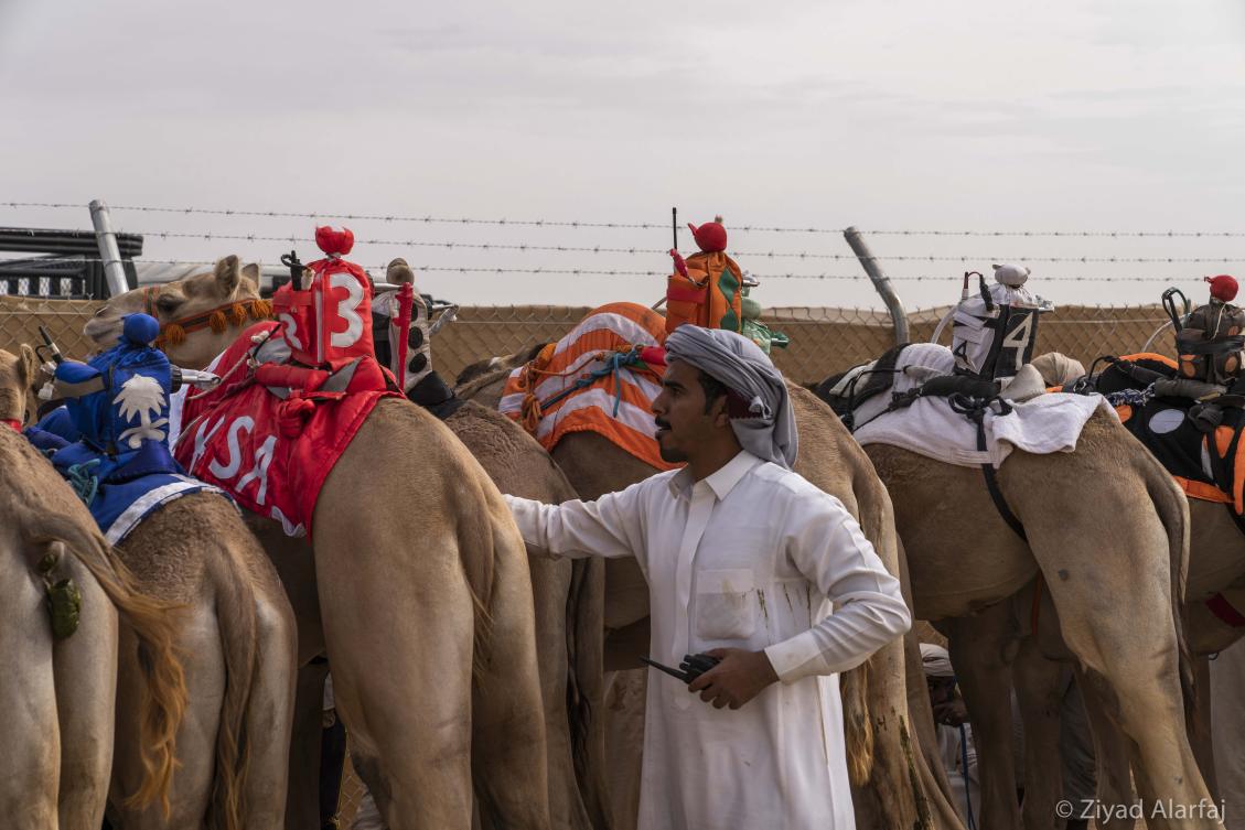 Taif Camel Festival