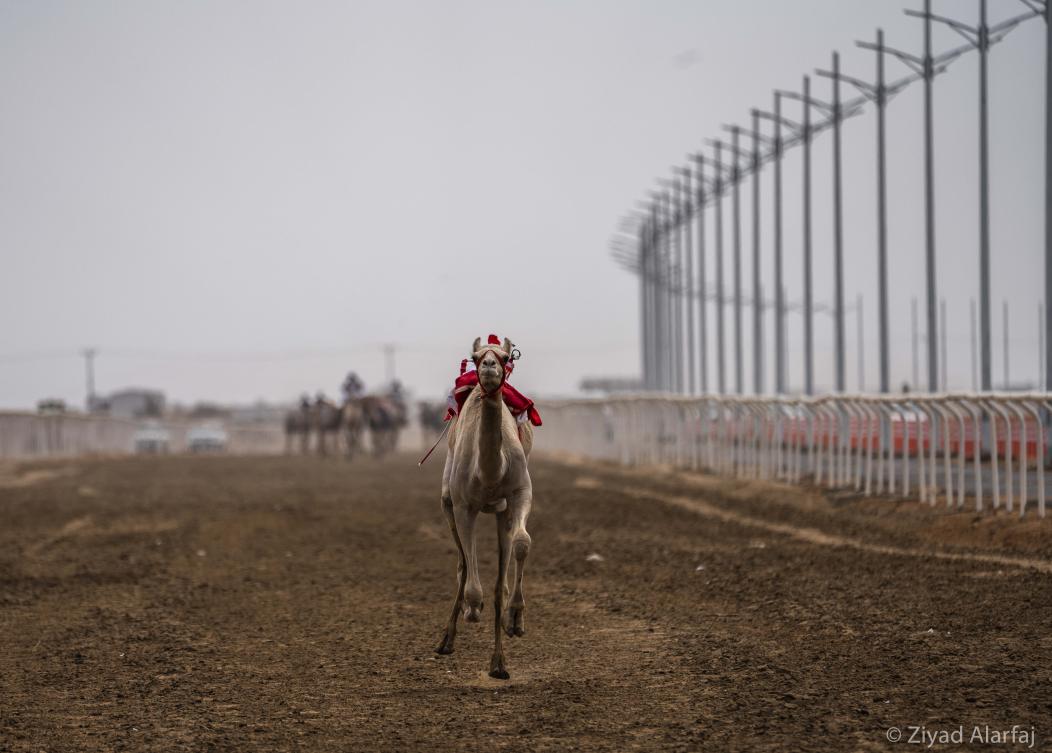 Taif Camel Festival
