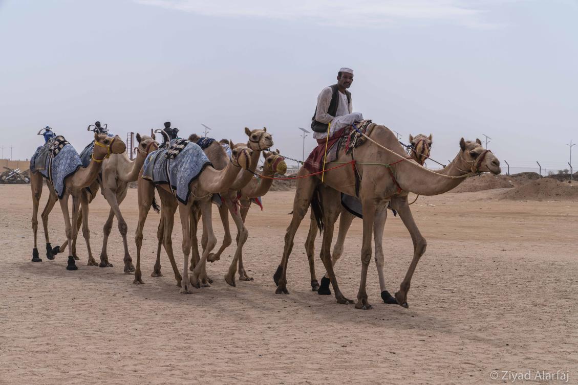 Taif Camel Festival