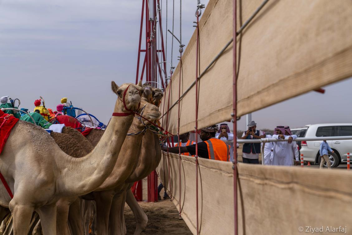 Taif Camel Festival