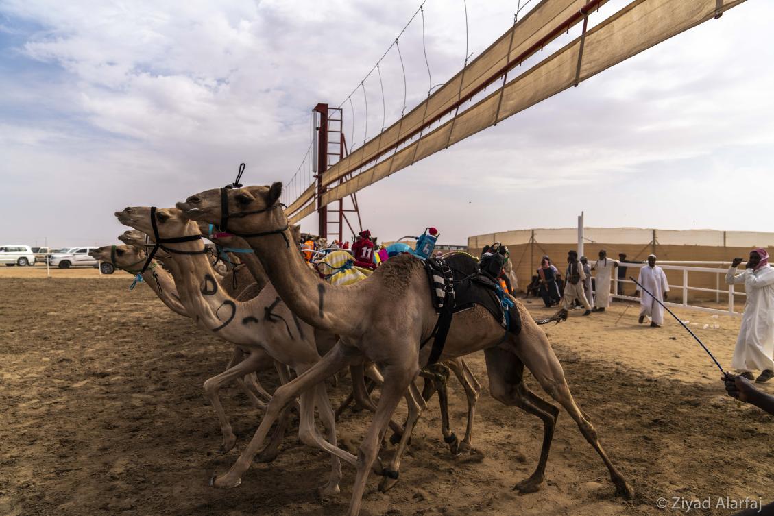 Taif Camel Festival