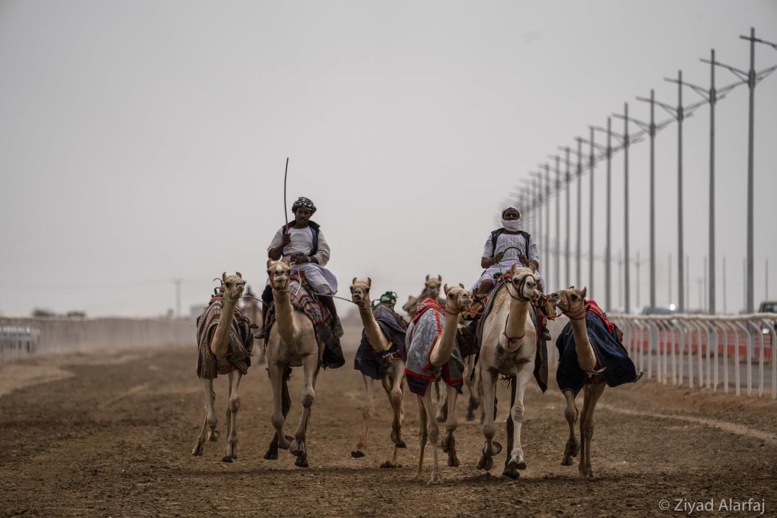 Taif Camel Festival
