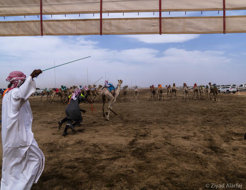 Taif Camel Festival