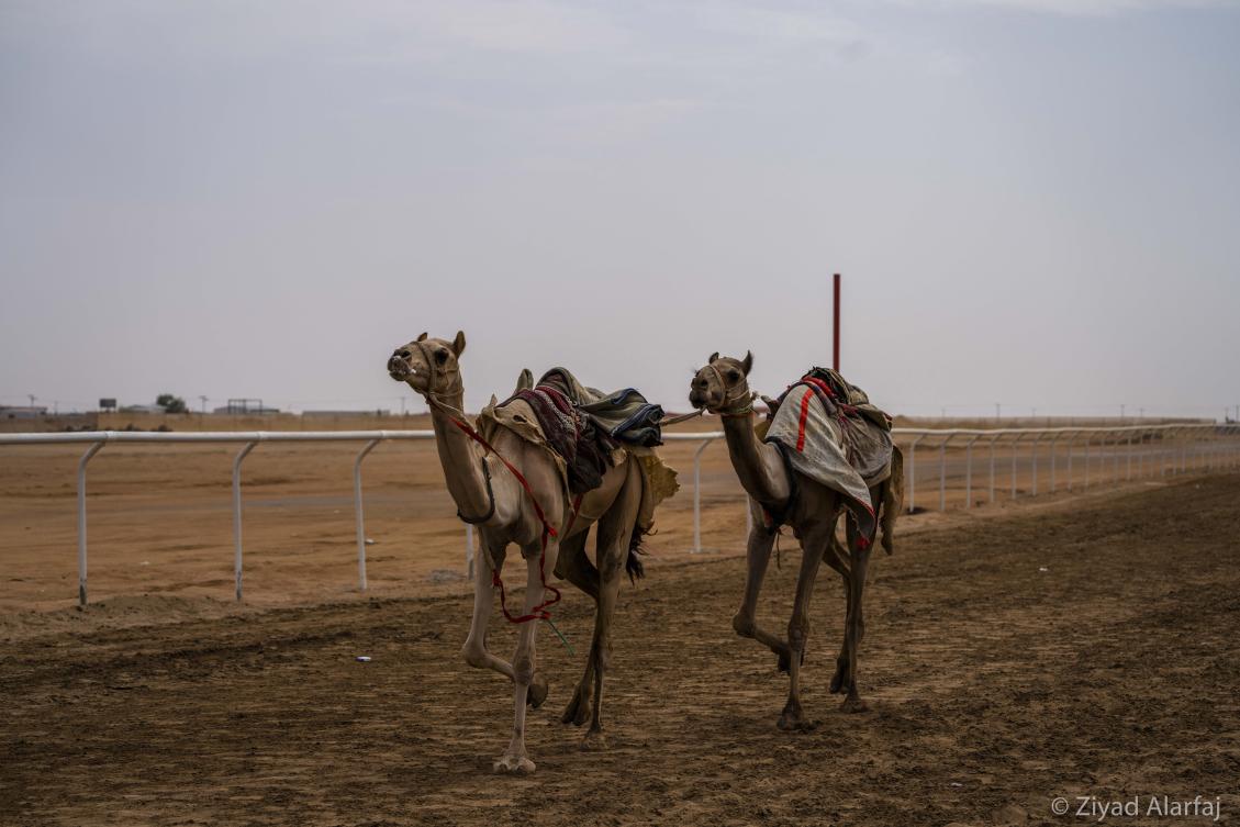 Taif Camel Festival