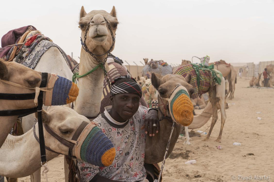 Taif Camel Festival