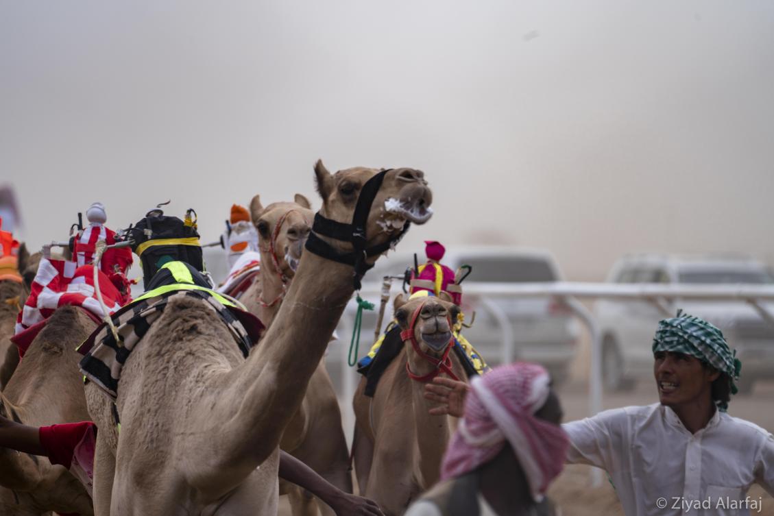 Taif Camel Festival