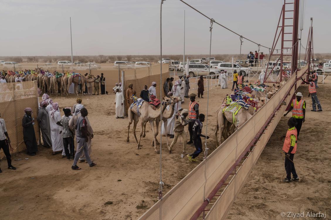Taif Camel Festival