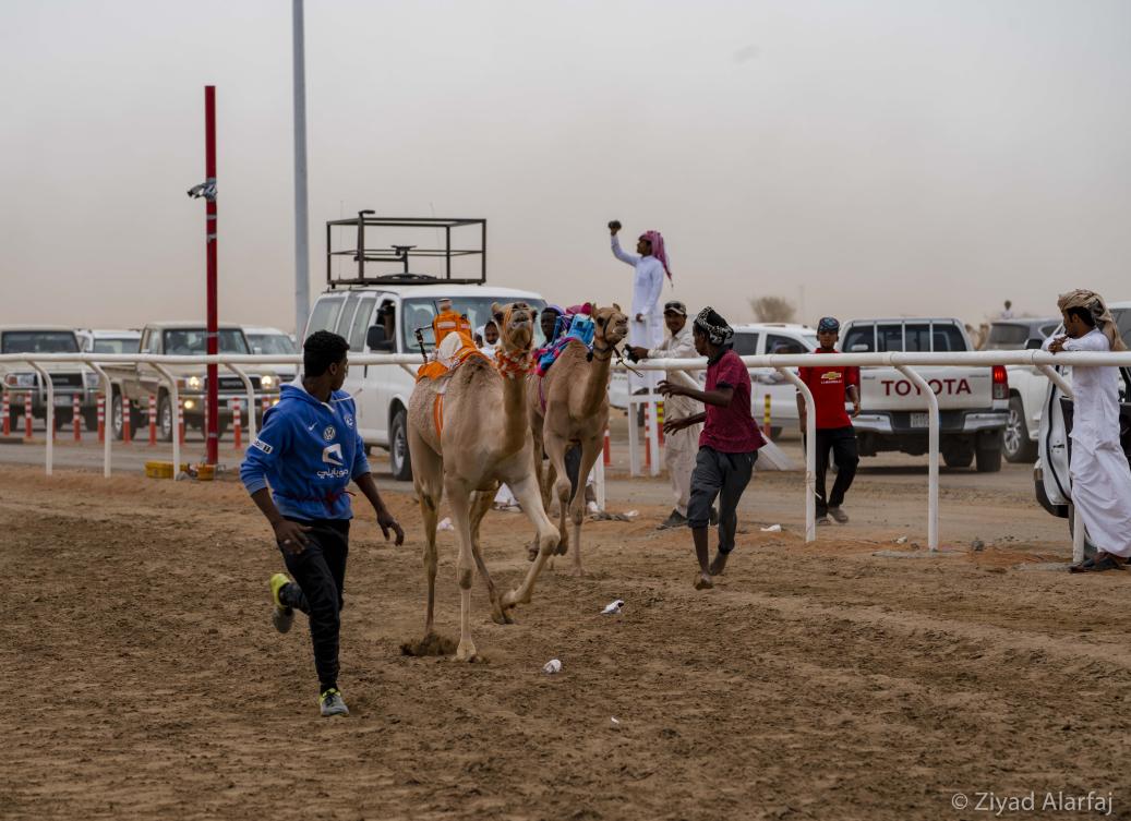 Taif Camel Festival