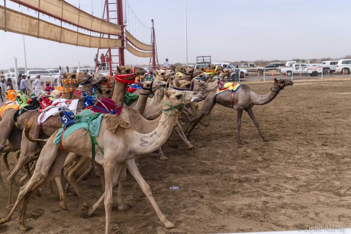 Taif Camel Festival