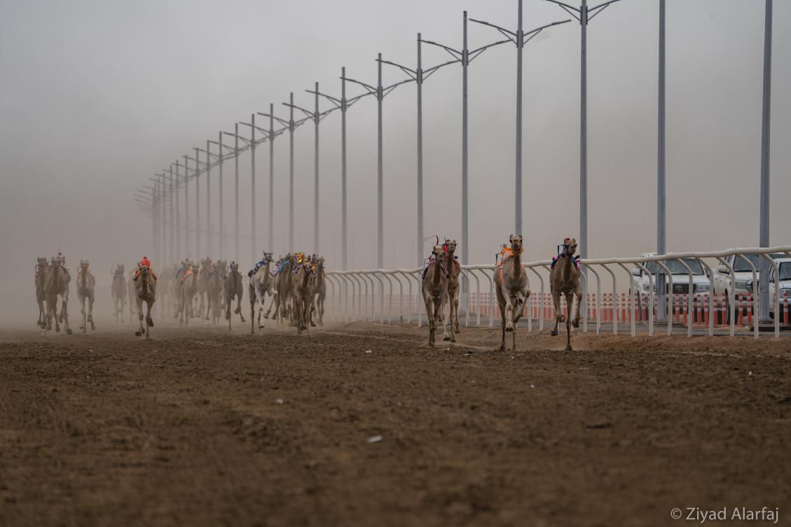 Taif Camel Festival