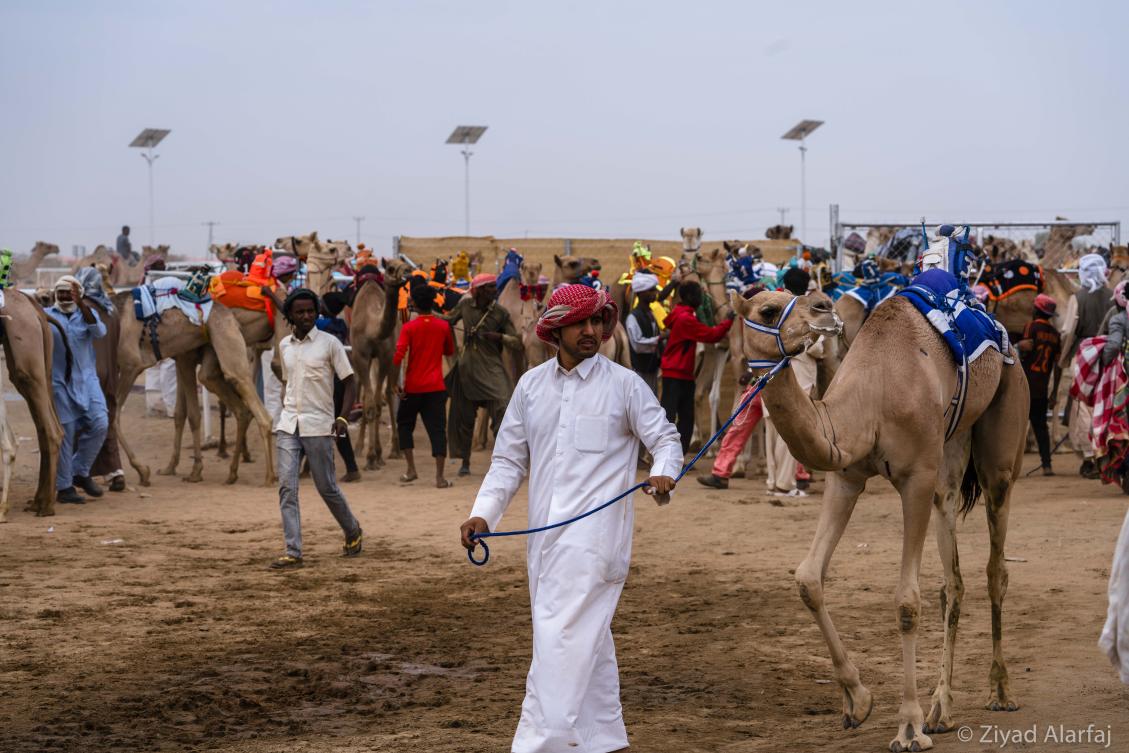 Taif Camel Festival