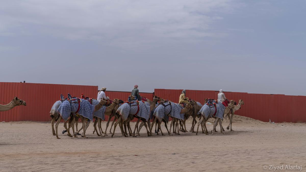 Taif Camel Festival