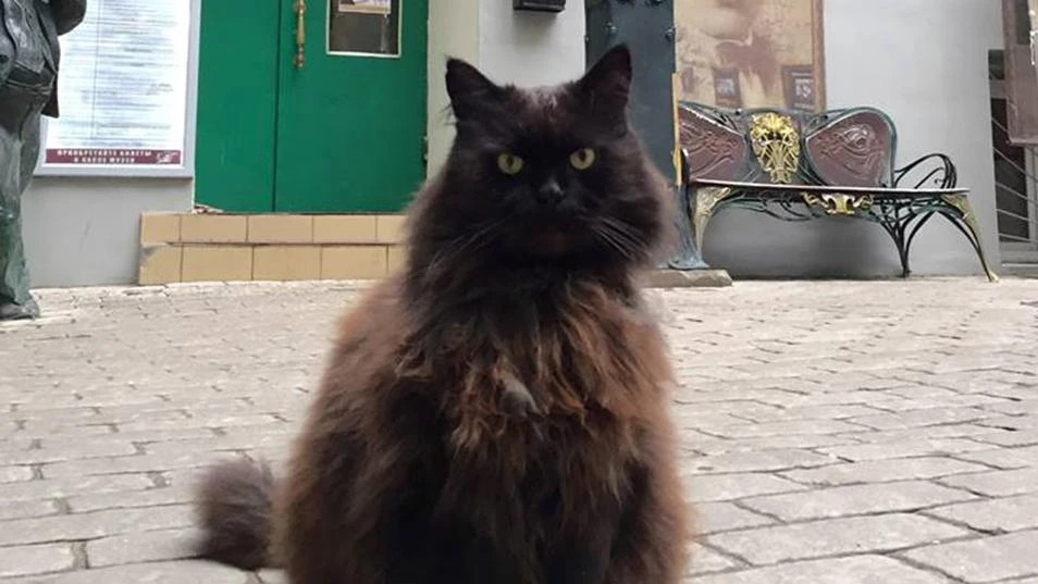 Cat abduction from Moscow museum captivates Russians