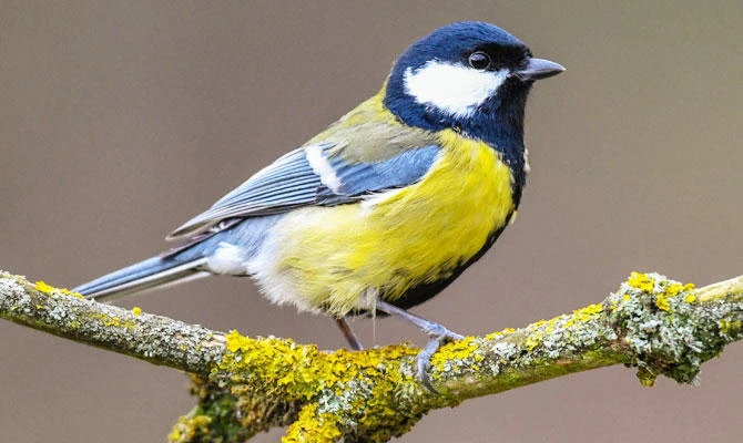 A tit sits on a branch in a garden in Sieversdorf, northeastern Germany, on December 29, 2017. (AFP)