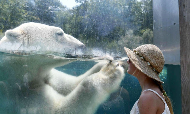 A woman looks through the glass of the enclosure of a Polar bear as he cools off in the water at the zoo in Mulhouse on Friday, August 3, 2018, as parts of Europe continue to swelter in an ongoing heatwave. (AFP)