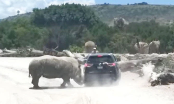 Rhino charges family's SUV at Mexico zoo park