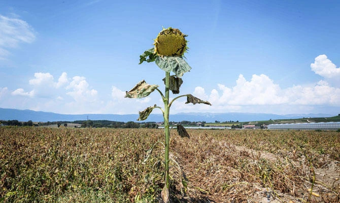 A sunflower with its dried leaves is seen on August 6, 2018 near Perly-Certoux, western Switzerland, as a heatwave sweeps across Europe. (AFP)