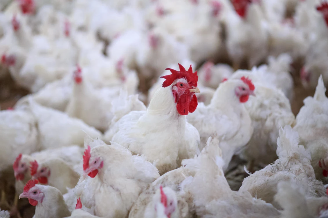 Morocco agrees to accept US poultry