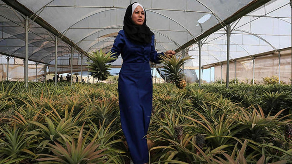 A Palestinian woman picks pineapples at a farm in Khan Yunis. Palestine and Indonesia have signed an MoU allowing for zero import tariffs on certain goods between the two countries. (Getty Images)